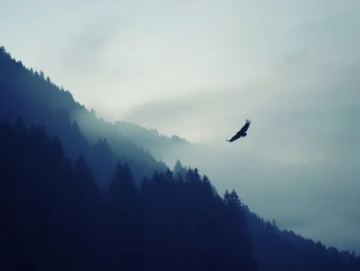پژمان خلیلی
