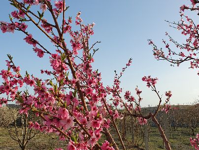 علس رستمی