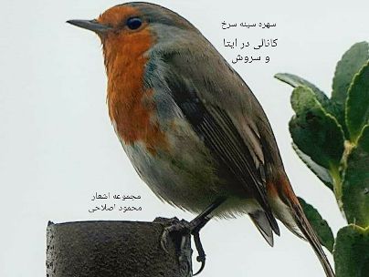 عکس شاعر محمود اصلاحی