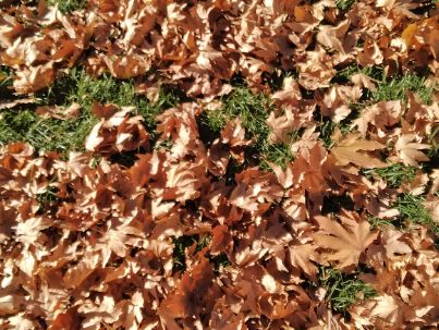 ابوالفضل محمودی