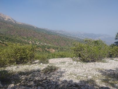 سحرفاطمی زیرک 